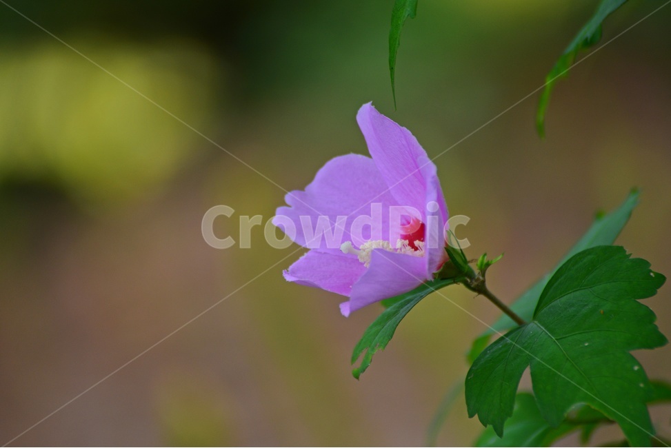 plant,식물,flower,blossom,꽃,무궁화,무궁화꽃,식물,자연,plants,nature,꽃,flower