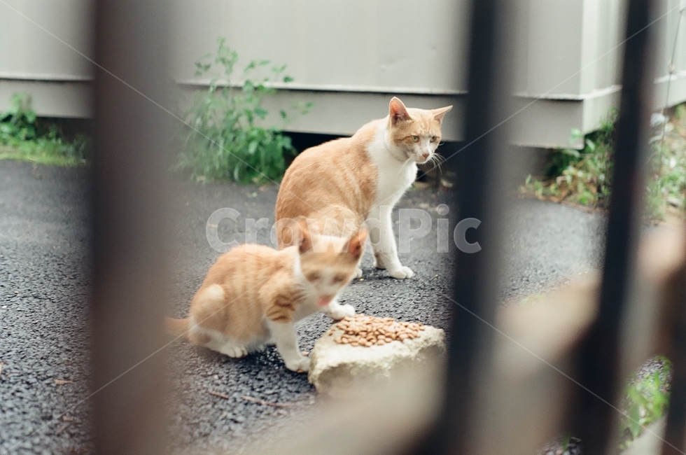 귀여움,야옹,반려동물,cats,mammals,animals,cute,meow,pets,mammal,포유류,cat,고양이,pet,abyssinian,동물,animal,아비시니안,manx,동물,animal,포유류,mammal,고양이,cat,kitten,kitty
