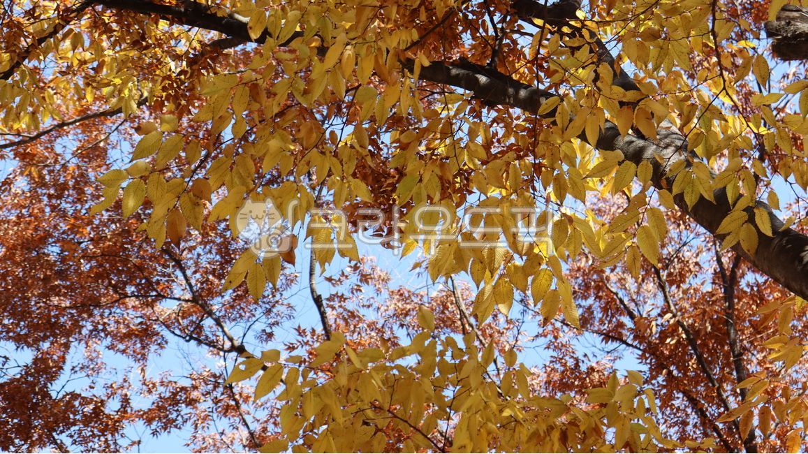 단풍,나무,잎,나무줄기,maple,가을