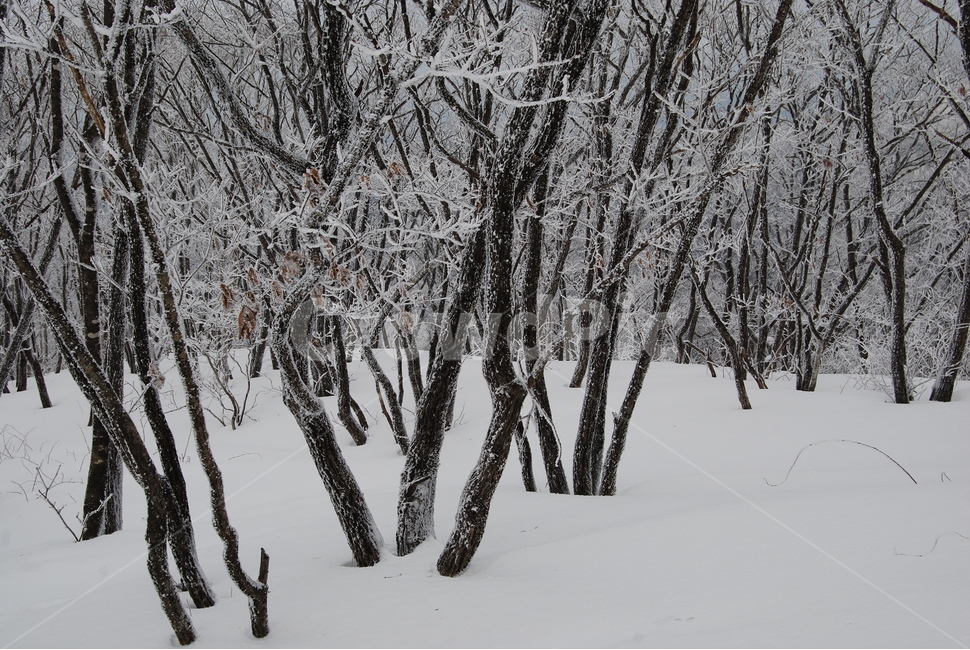 소백산,설경,한국산의아름다움,비로봉,눈꽃나무,자연의위대함,등산로,능선,아름다움,신비스런산,돌,산행,힐링,자연,감성,등산,계절,여행,한국,한국명산,한국등산,풍경,눈,나무,하늘,바람,바람소리,환경,생태계,산,땅,겨울,계절,winter,season,자연,풍경,nature,landscape,한국자연풍경,한국자연경관,korea nature landscape,storm,폭풍,outdoors,옥외,snow,blizzard,눈보라