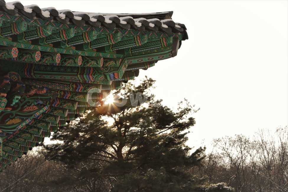 빛,하늘,소나무,태양,절