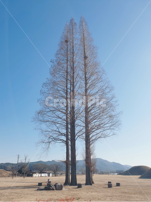 겨울,나무,겨울나무,자연풍경,힐링,감성사진,감성,초록초록,하늘,산,구름,강,식물,자연,plants,nature,나무,trees,wood