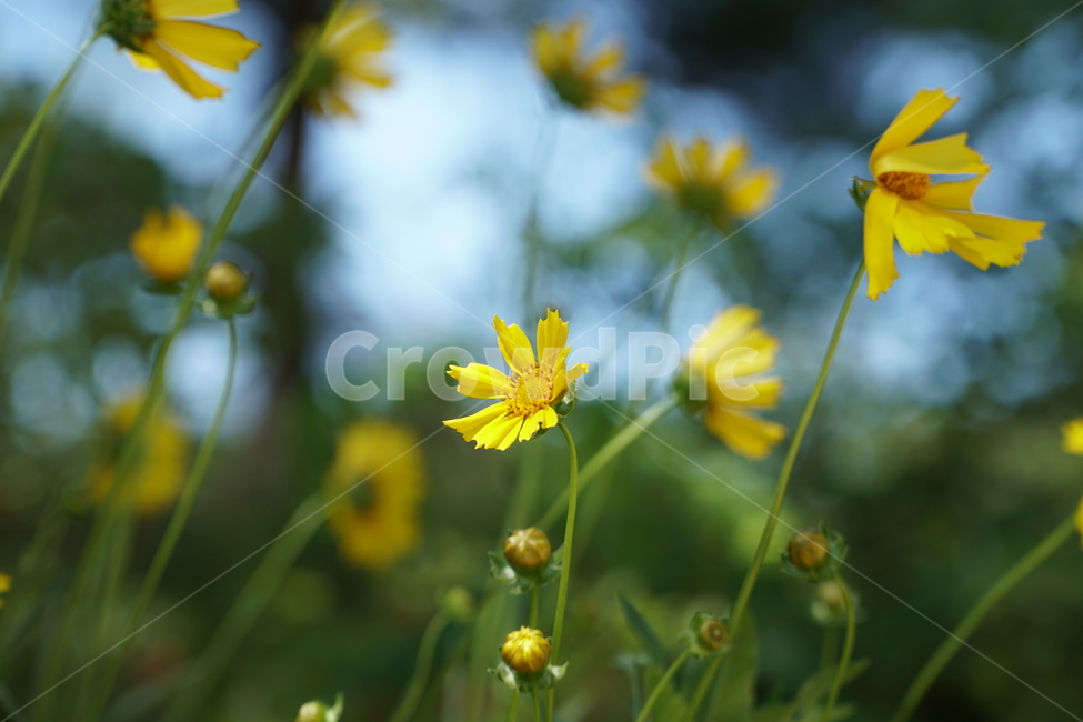 꽃,꽃밭,금계국,큰금계국,노란꽃,노랑꽃,자연,활짝,노란,노랑,봄,flower,yellow,spring