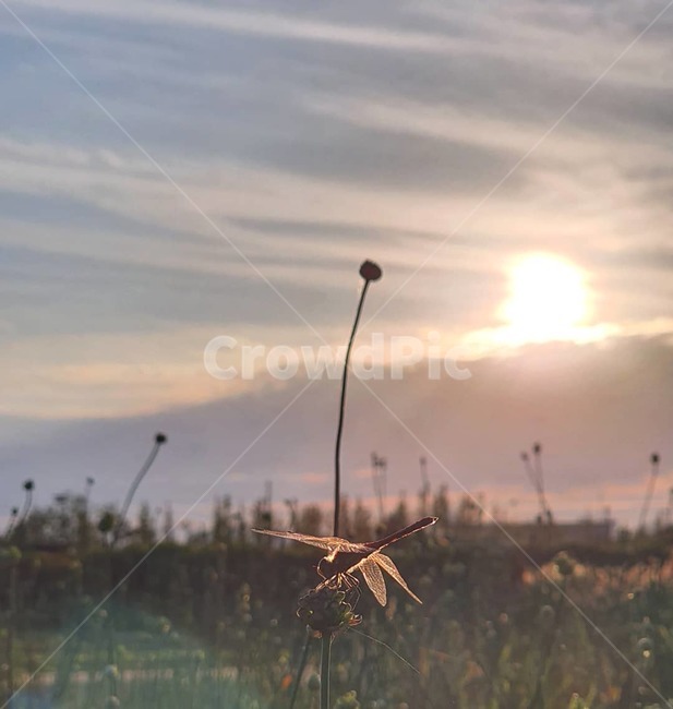 빛,light,잠자리,가을,노을,하늘