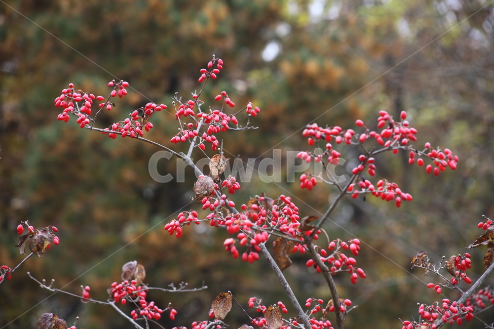 산수유,열매,빨강,가을,japanesecorneliancherry,과일,열매,fruit