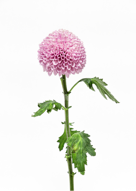 dahlia,달리아,plant,식물,flower,꽃,blossom,꽃,flower