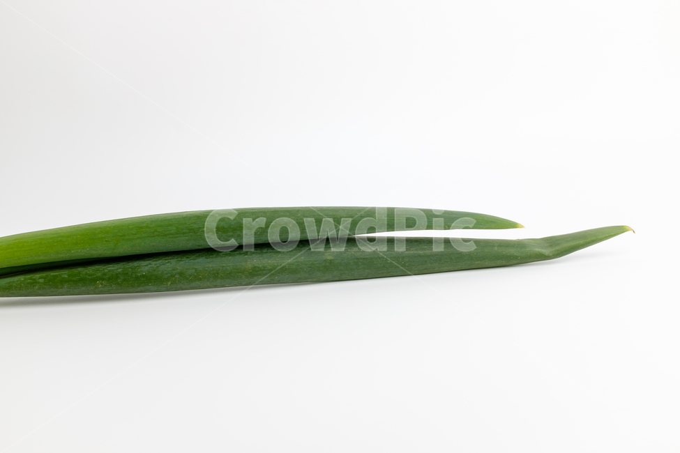 파,대파,식물,채소,파뿌리,뿌리,초록색,흰색,음식,재료,식재료,식품,음식재료,신선한,매운,달콤한,두꺼운,긴,줄기,야채,날것,잘익은,식용,클로즈업,양념,향