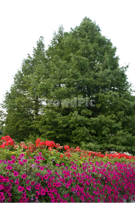 식물,flower,plants,nature,꽃,풍경,공원,나무,식물,자연,plants,nature,꽃,flower,나무,trees,wood