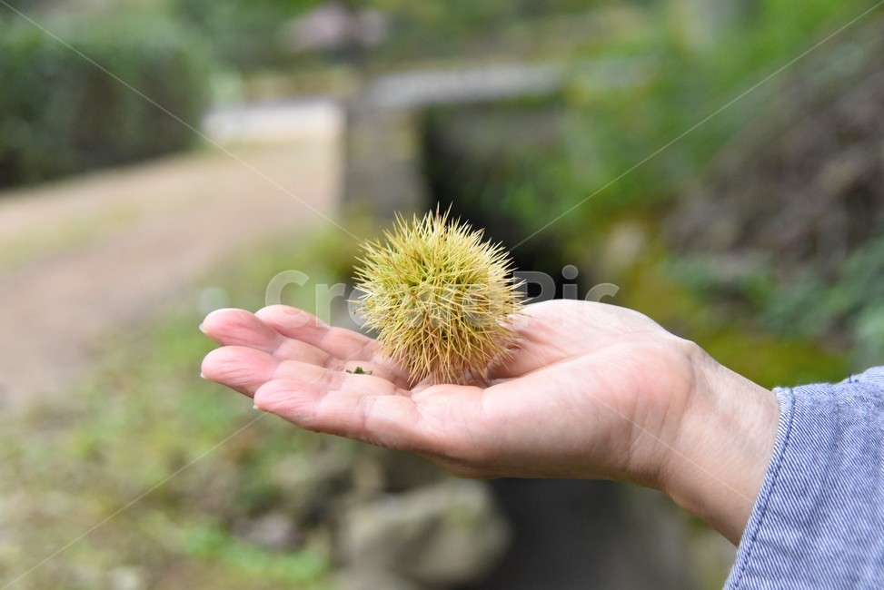 사람,human,손,밤송이,가을,과일,열매,fruit
