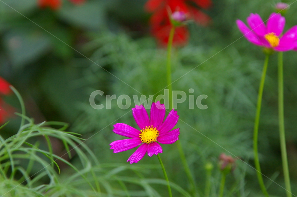 꽃,식물,꽃잎,flower,blossom,코스모스,코스모스꽃,식물,자연,plants,nature,꽃,flower