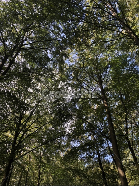 tree,나무,plant,식물,자연