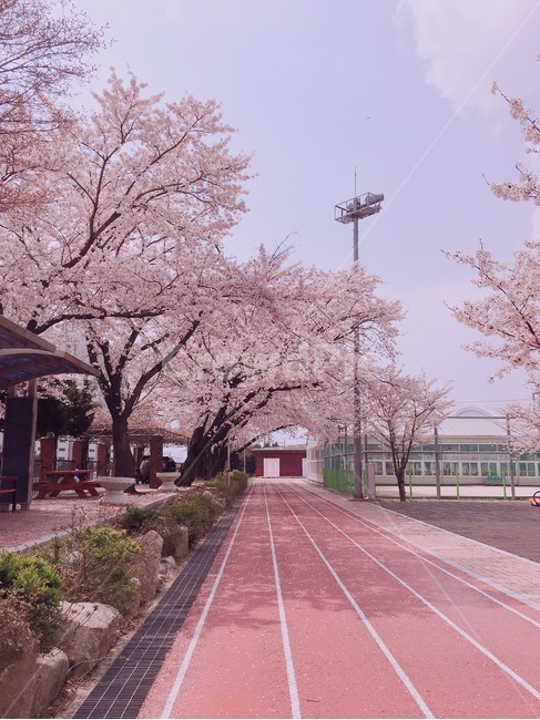 꽃,봄,풍경,감성사진,여유