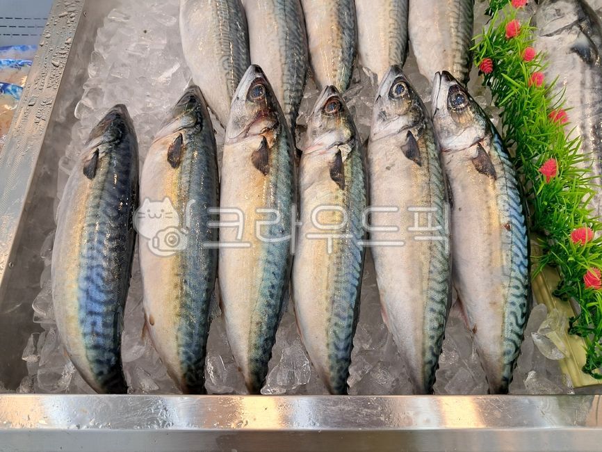 merchant ship,fish,Omega 3,mackerel