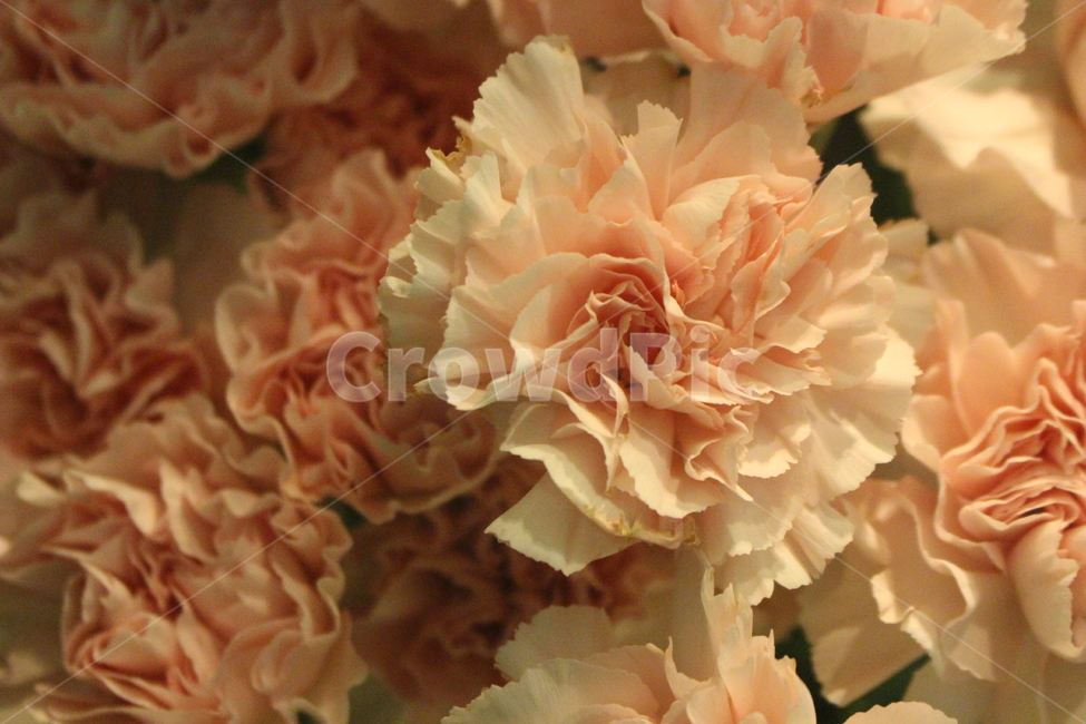 꽃,꽃잎,아름다운,조화,플라워,꽃집