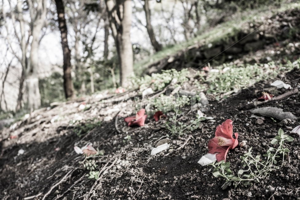 낙화,꽃,거름,산,봄,봄,계절,spring,season,감성,sensible,feeling,ground,바닥,plant,식물,leaf,잎