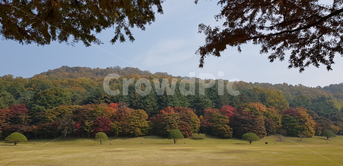 가을,단풍,나무가지,잎,잔디,하늘,구름,빨강,노랑,초록,갈색,브라운,맑음,날씨,기온,계절,자연,풍경,가을풍경,산,grass,plant,식물