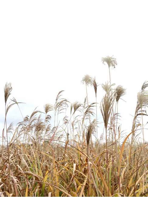 자연,갈대,가을,공원,바람,가을,계절,fall,autumn,season,plant,식물,grass,잔디,lawn