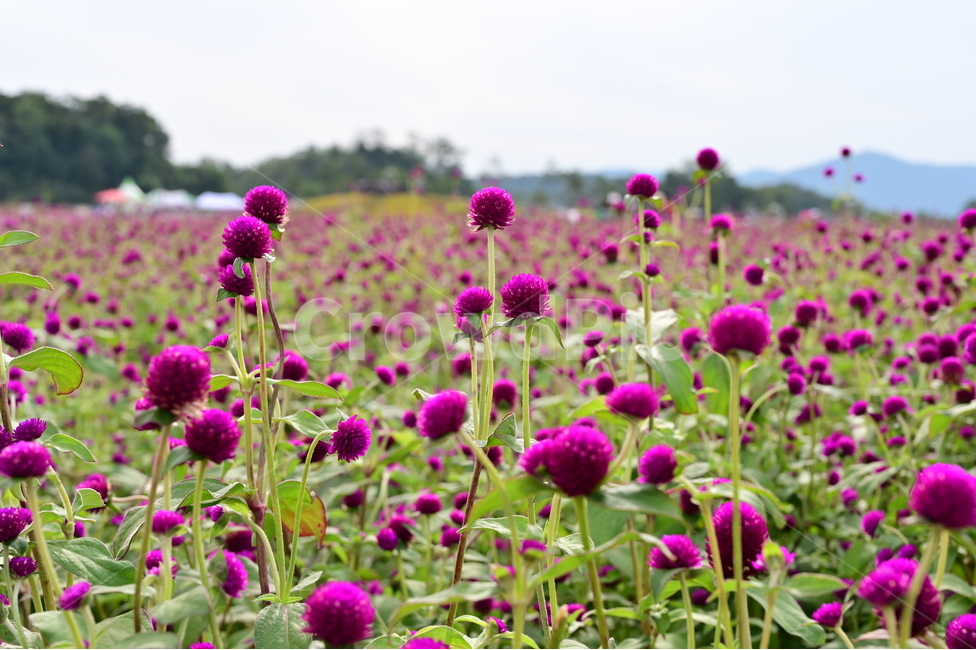 plant,식물,blossom,꽃,flower,purple,보라색,천일홍,식물,자연,plants,nature