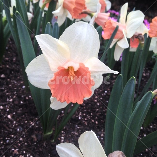 수선화,나팔수선화,Daffodil,Narcissus,여러해살이풀,고결,나팔모양,비늘줄기,관상용,알뿌리,흰꽃,꽃,원예품종,Flower,식물,자연,plants,nature,꽃,flower