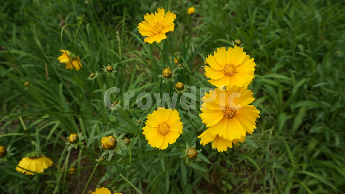 꽃,자연,식물,꽃축제,예쁜꽃,식물,자연,plants,nature,꽃,flower