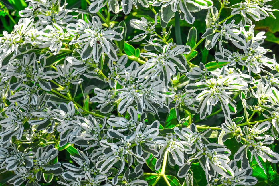 화초,꽃,식물,자연,화원,꽃밭,식물,자연,plants,nature,꽃,flower