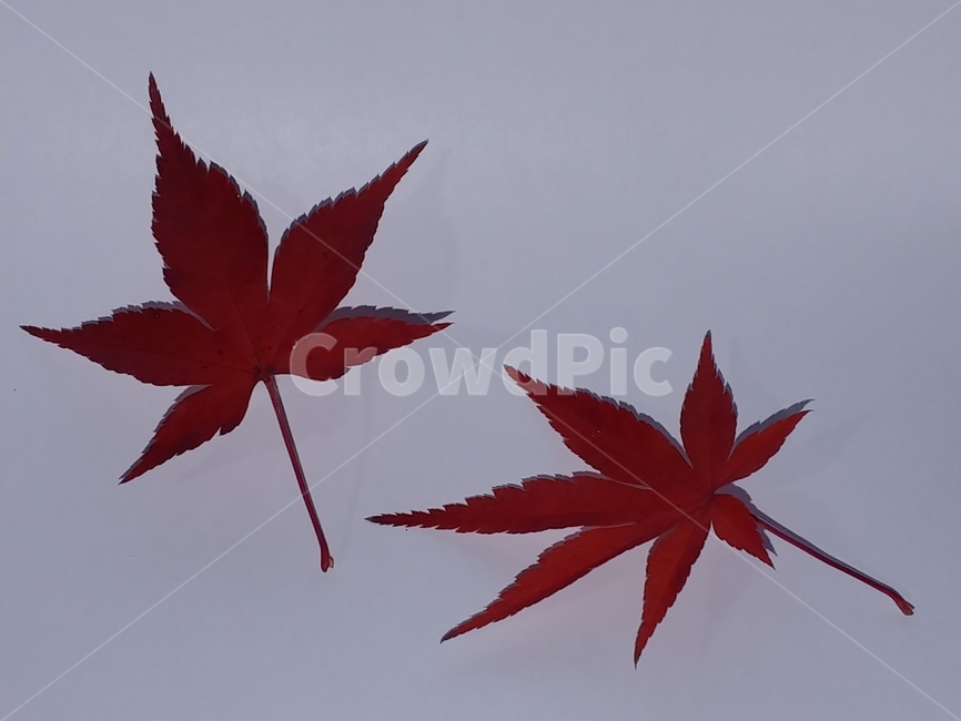 가을,단풍,나뭇잎,단풍잎,낙엽,잎,leaf,식물,나무