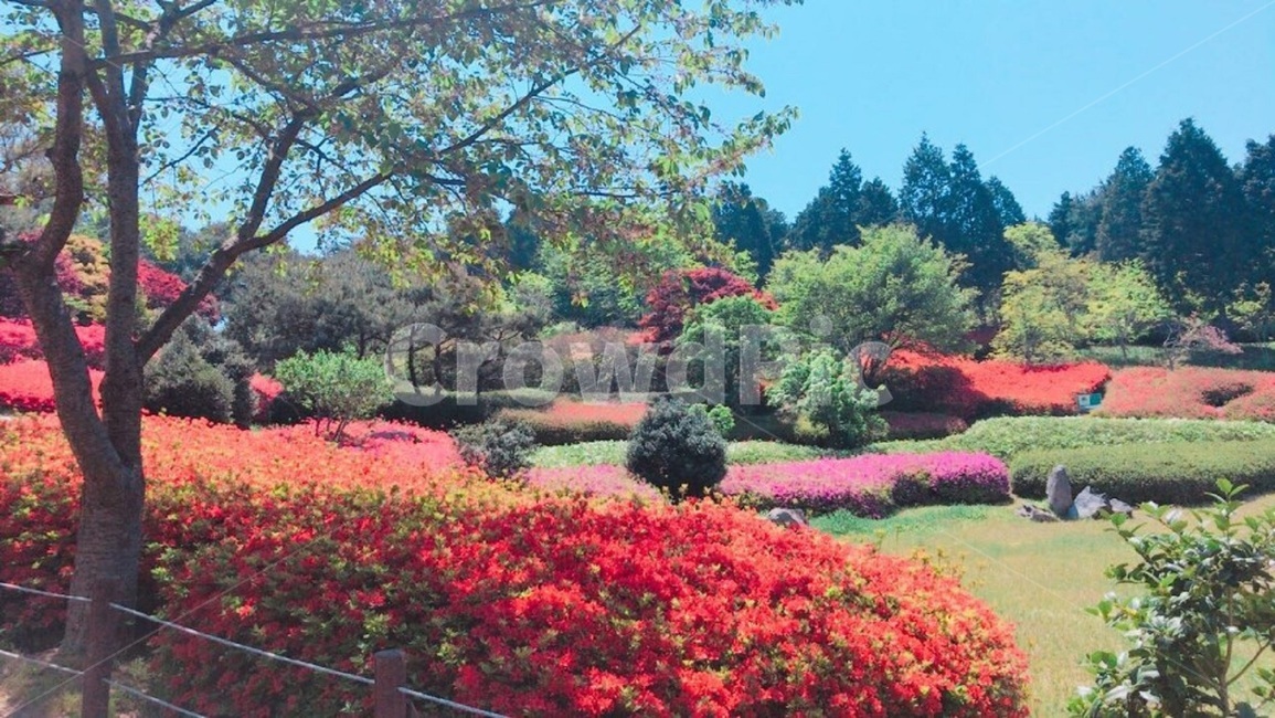꽃,꽃밭,자연풍경,봄,철쭉,진달래,자연,풍경,nature,landscape,vegetation,초목,plant,식물,grass,잔디,bush,부시,tree,나무,outdoors,옥외,lawn,park,공원,spring,yard,마당