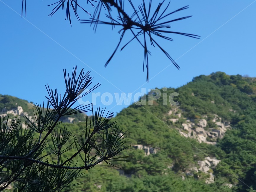 산,자연풍경,하늘,산정상풍경,산능선,산꼭대기,mountainrange,산맥,mountain,hill,언덕,구름,가을하늘,파란하늘,nature,자연,outdoors,옥외,countryside,화왕산,암벽,소나무,tree,나무,plant,식물,솔잎,솔방울,자연,풍경,nature,landscape