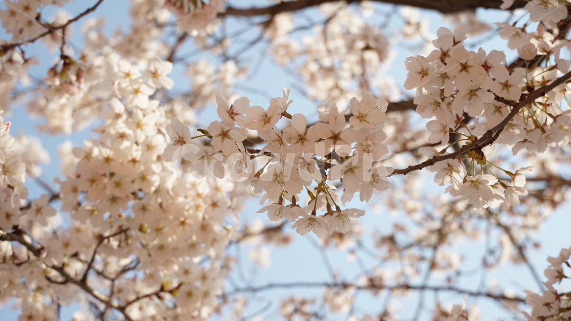 봄,봄나들이,벚꽃,쳬리블라썸,햇살,spring,cherryblossom,flower,april,sunshine