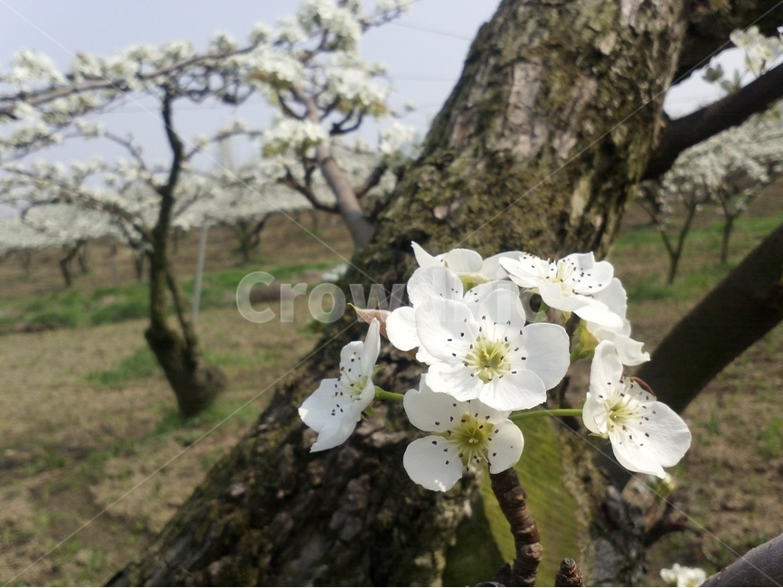 배꽃,장미과,이화,낙엽소교목,산돌배나무,봄,계절,spring,season,식물,자연,plants,nature,꽃,flower,plant