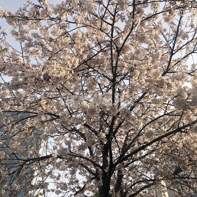 봄,벚꽃,사랑,설렘,따뜻함