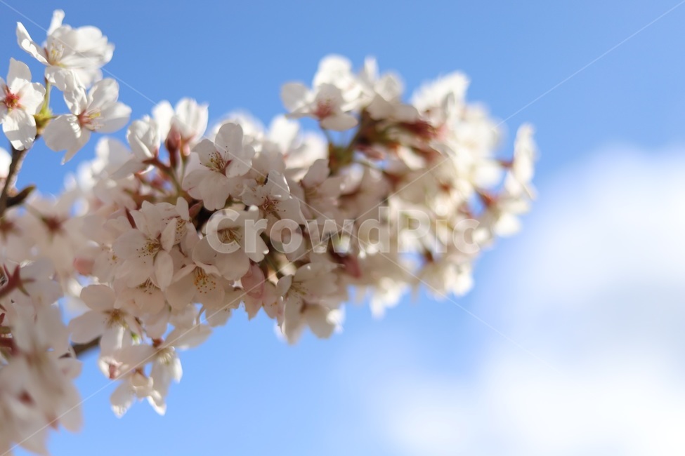 벚꽃,분홍,팝콘,하늘,꽃놀이,핑크,자연,풍경,nature,landscape,꽃,flower,나무,trees,wood,plant,식물