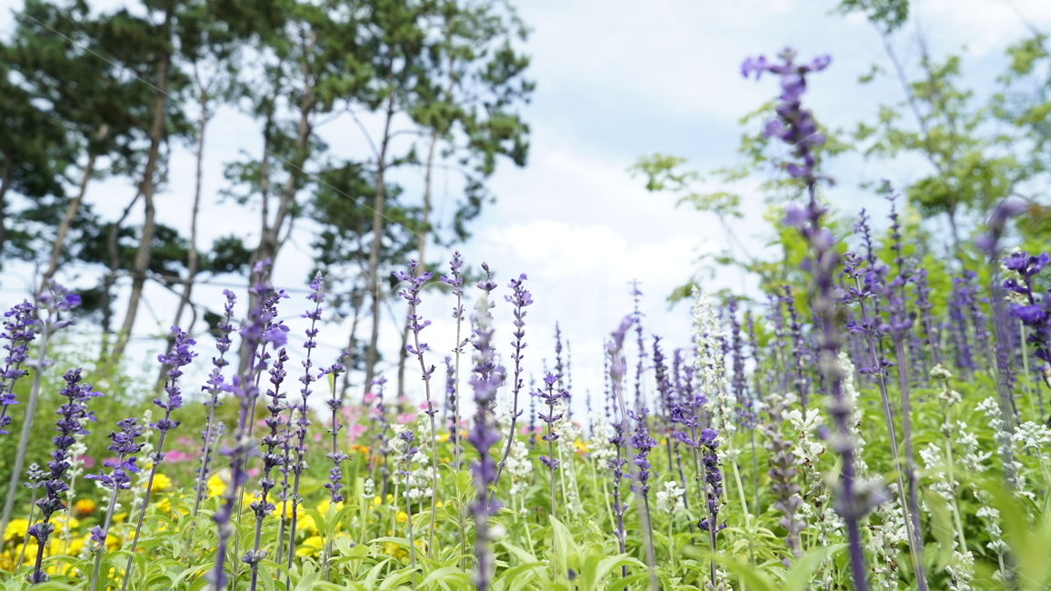꽃,자연,하늘,숲,풀,식물,자연,plants,nature,꽃,flower