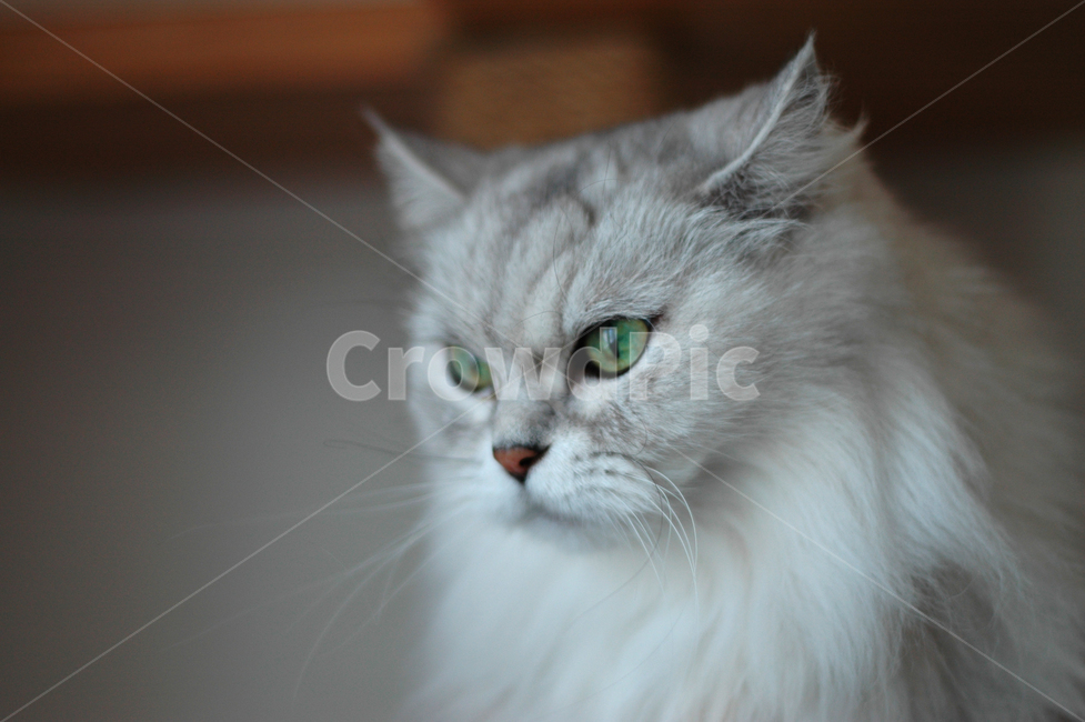 animal,동물,mammal,포유류,pet,애완동물,cat,고양이,페르시안친칠라,녹색눈