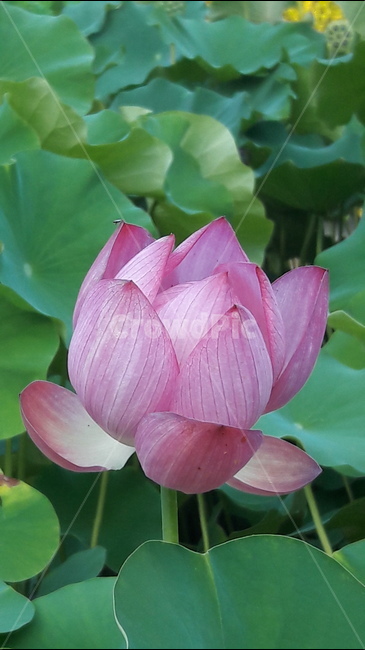 연잎,연꽃,홍연,꽃,여름,식물,자연,plants,nature,꽃,flower