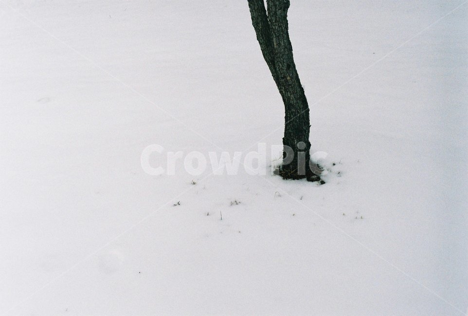 눈,눈쌓인잔디,겨울나무,쌓인눈,필름사진,겨울,계절,winter,season