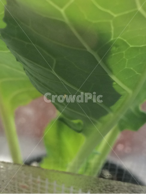 배추흰나비,알,곤충,나비알,egg,식물,자연,plants,nature