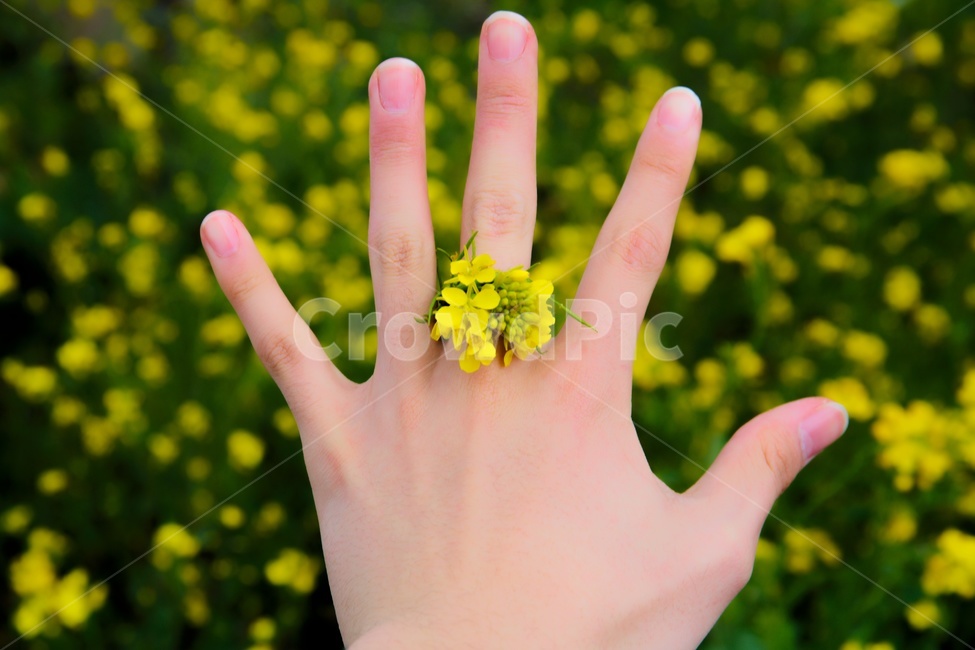 finger,손가락,person,사람,human,인간,hand,손,유채꽃,유채꽃반지,반지,봄,초록,노랑