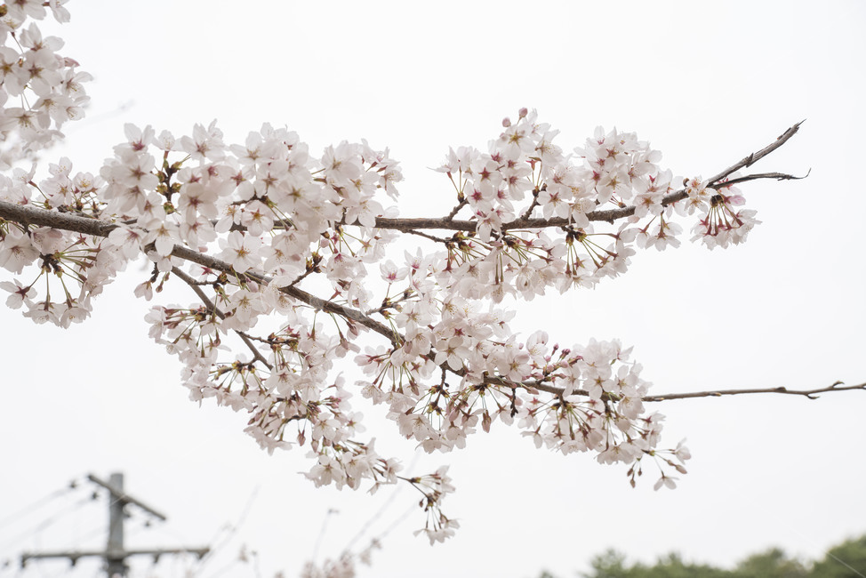 벚꽃,봄,봄꽃,벚나무,나무,plant,식물,blossom,꽃,flower