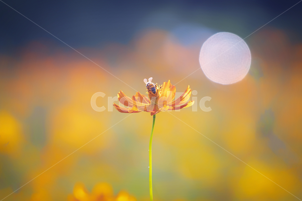 황화코스모스,꽃,식물,꿀벌,곤충,식물,자연,plants,nature,꽃,flower,동물,animal,곤충,벌레,insect,bug
