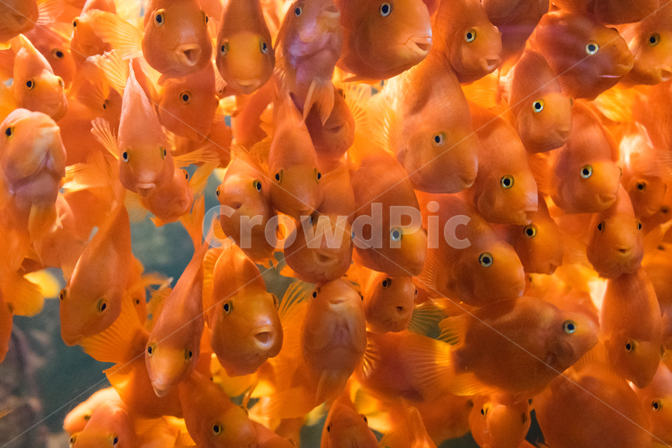 animal,동물,goldfish,금붕어,fish,물고기,아쿠아리움,골드피쉬,아쿠아,바다,바다생물,동물,animal,어류,물고기,fish