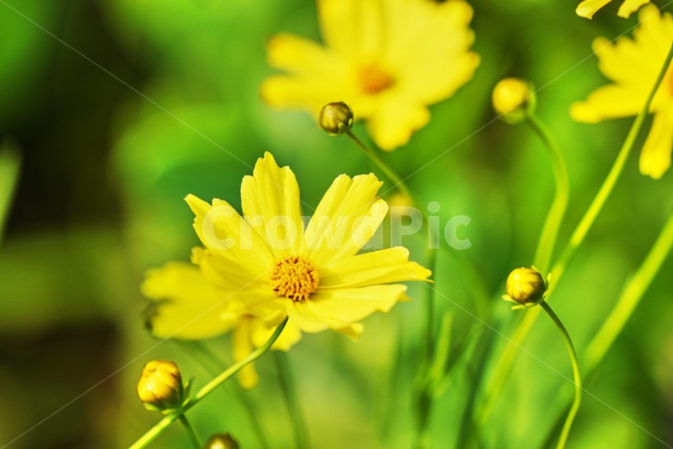 꽃,여름,식물,자연,공원,민들레,식물,자연,plants,nature,꽃,flower