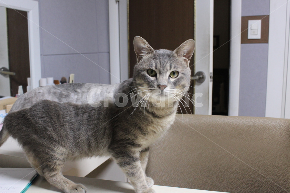고양이,코리안숏헤어,반려동물,고양이피부병,유기묘,집고양이,cat,koreancat,pet