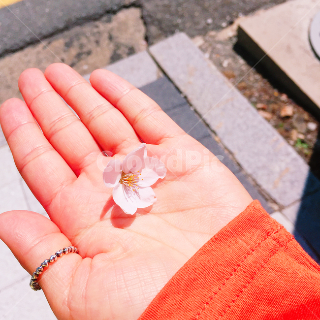 봄,벚꽃,하늘,비행기,민들레,spring,감성,힐링,위안,봄,계절,spring,season,꽃,flower,색깔,색상,색채,색감,color sense,color sensitivity,feeling of color,finger,손가락