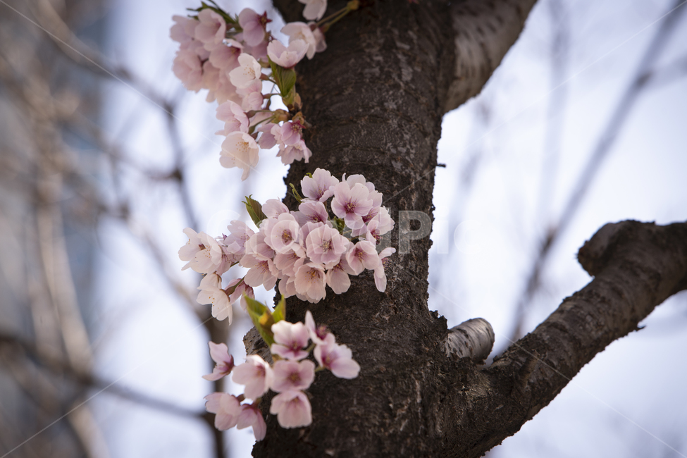 sky,Cherry Blossom,colony,nature,tree,branch,full bloom,flower,outdoor,spring,Outfocusing,petal,background,colonnade,plant,season,wide open,flower viewing