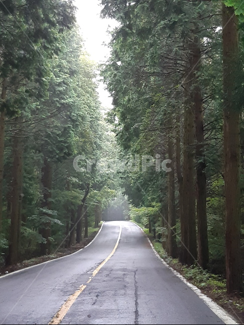 제주도,삼나무숲,삼나무,비오는삼나무숲길,숲길,자연,풍경,nature,landscape,road,도로,highway,고속도로,freeway,고속 도로