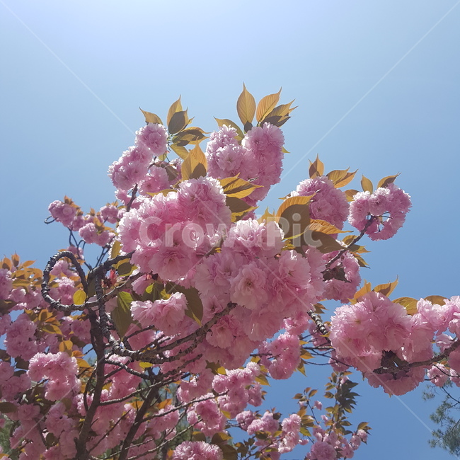 plant,식물,blossom,꽃,flower,벚꽃,봄