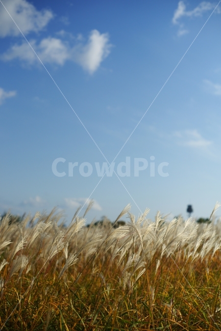 억새,가을,하늘공원,푸른하늘,BLUESKY,자연풍경,가을,계절,fall,autumn,season,자연,풍경,nature,landscape,식물,plants,plant,food,음식,vegetable,야채,grain,곡물