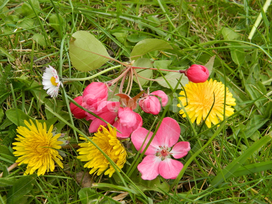 plant,식물,blossom,꽃,flower,벚꽃,민들레,데이지,dandelion,식물,자연,plants,nature