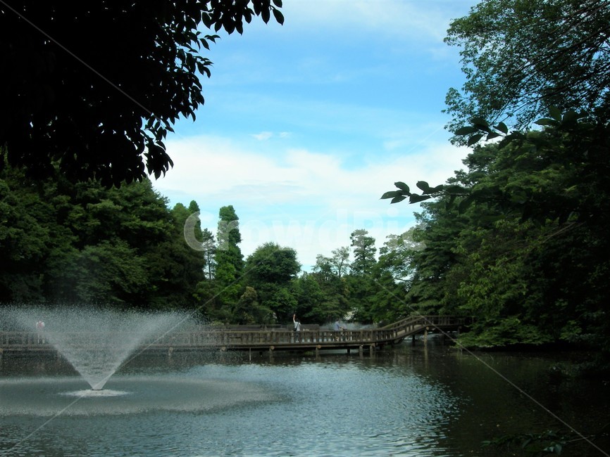 분수,수풀,호수,이노카시라공원,도쿄,일본,water,물,outdoors,옥외,nature,자연